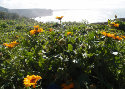 Primavera na Costa Vicentina