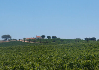 Herdade no Alentejo Central