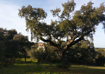 Sobreiro perto de Vila Viçosa