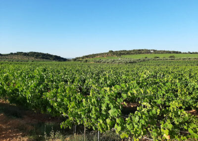 Vinho Alentejo