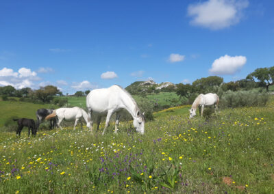 Pferde auf den Wild-Wiesen im Alentejo